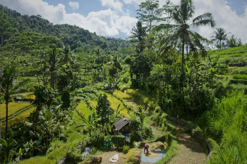Traditional rice fields and palm trees in the rural Sidemen valley, East Bali digital detox retreat destination in Indonesia