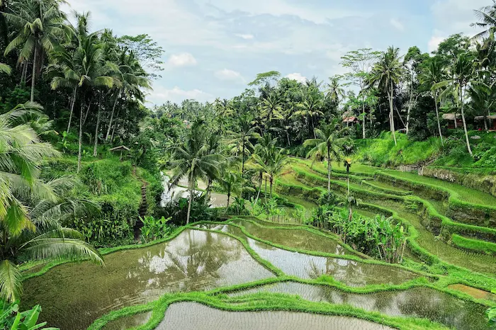 Lush green rice terraces and tropical palm trees in Ubud, Bali digital detox retreat destination in Indonesia